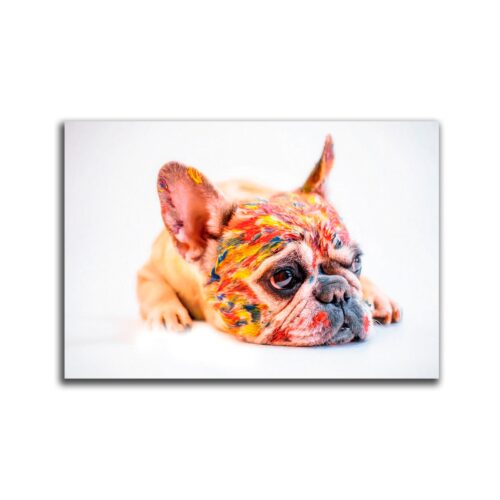 Cuadro Decorativo Perro Cara Pintado Estampado En Tela