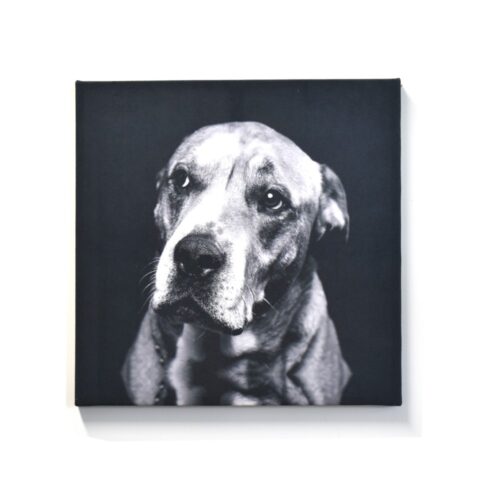 Cuadro Decorativo Perro Blanco y Negro Estampado En Tela